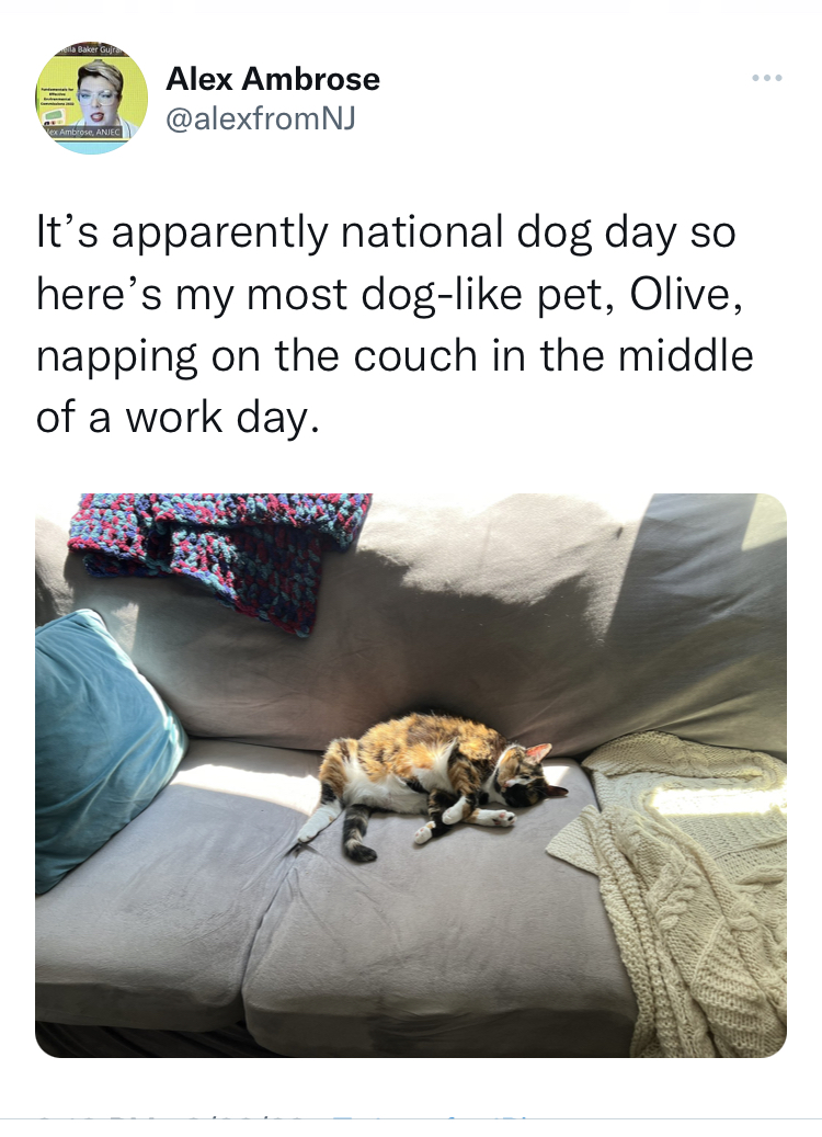 Tweet from Alex Ambrose: It's apparently national dog day so here's my most dog-like pet, Olive, napping on the couch in the middle of a work day.